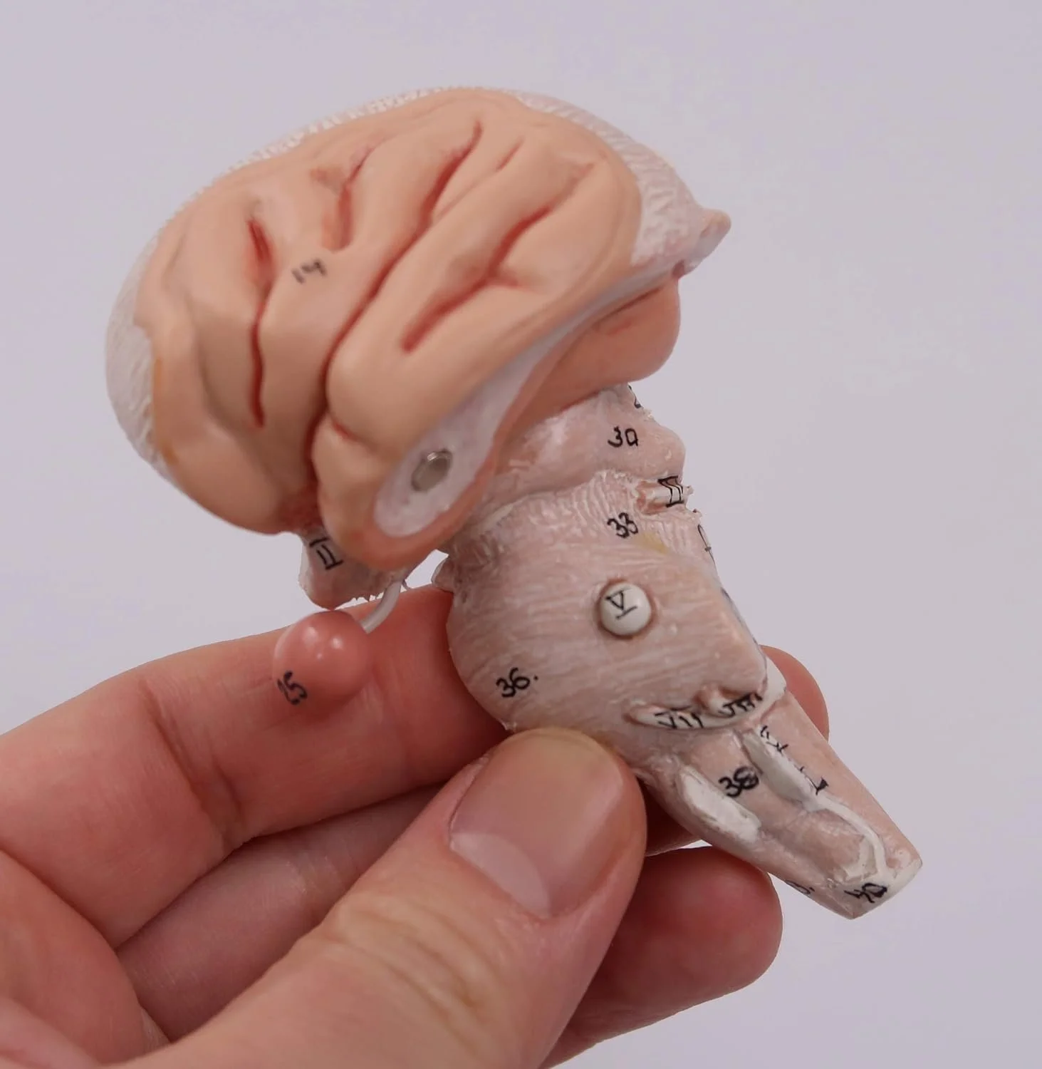 Анатомічна модель мозку 3B Scientific C18 / 5 частин / 3B Smart Anatom / Рожевий, фото №8