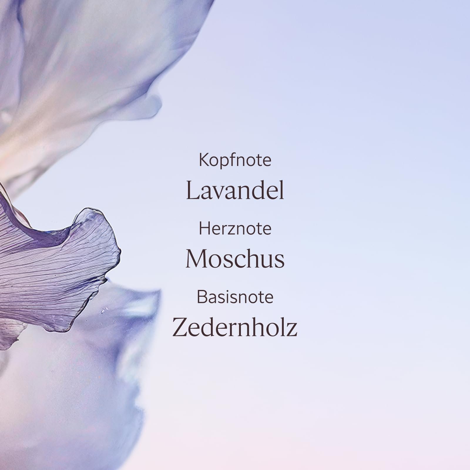 Гель для душа L'OCCITANE Lavande Blanche (White Lavender), фото №4