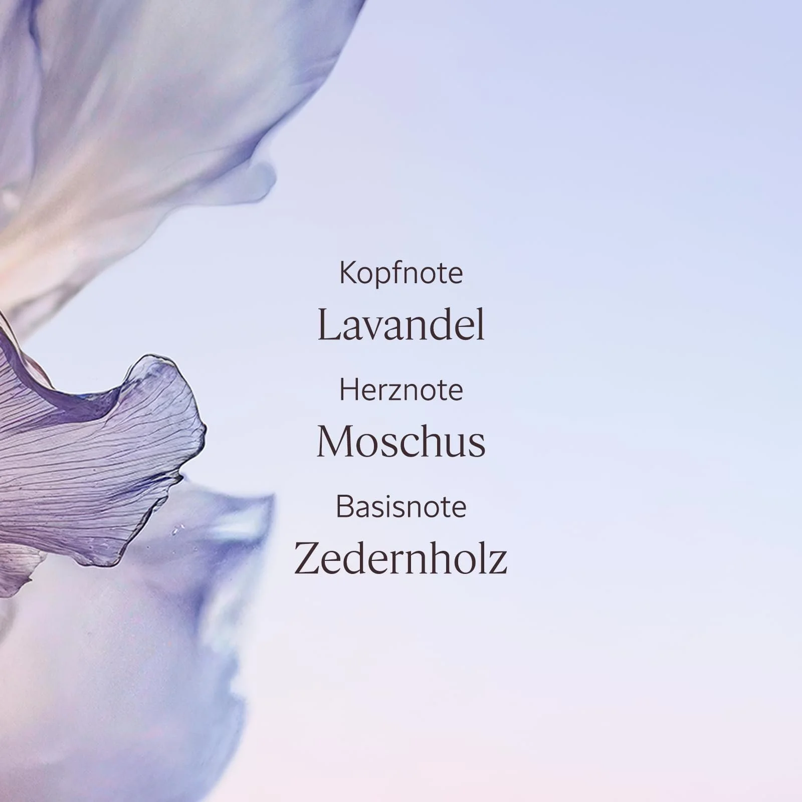 Крем для рук L'OCCITANE Lavande Blanche (Біла Лаванда) 30 мл, фото №4 Крем для рук L'OCCITANE Lavande Blanche (Біла Лаванда) 30 мл, фото №4