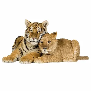 Настінна наклейка GRAZDesign Tiger with Baby 3D 112x57 см - Фото 1