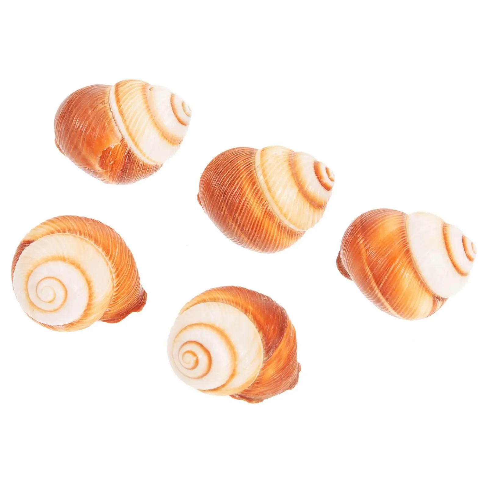 Раковины для запекания улиток BESPORTBLE 15 шт Natural Snail Shell, фото №4